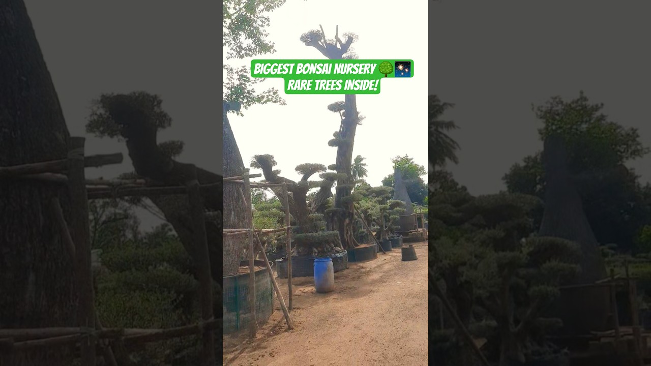 🌳 Biggest Bonsai Nursery in India | Rare Bonsai Collection 🌿