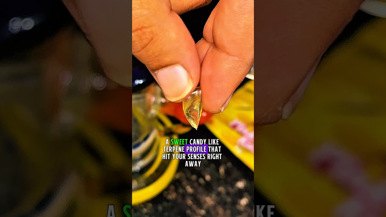 Rocket Pops Pink Kush Shatter | Sweet Terps & Smooth High | Dab Review