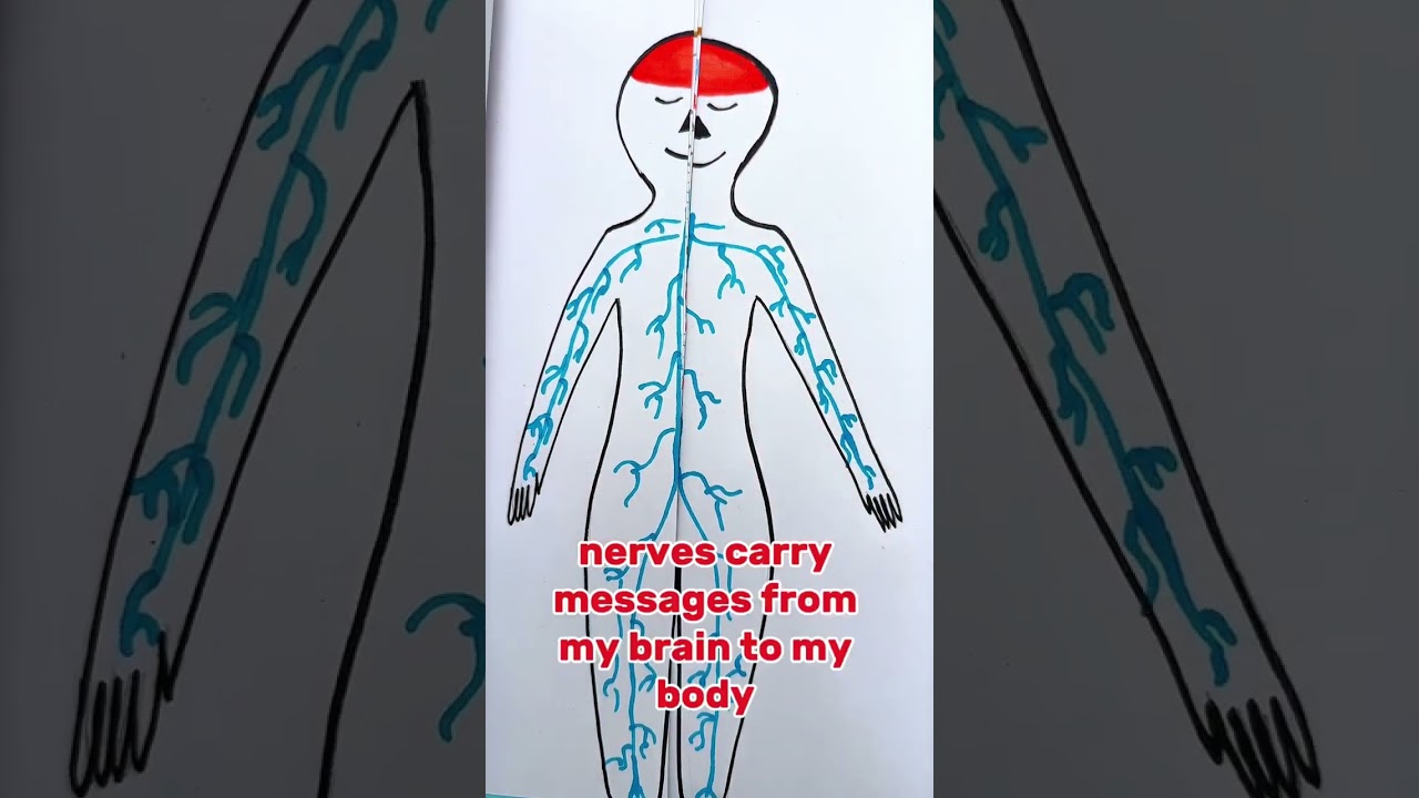 What&rsquo;s Inside My Body? 🧩 Fun Adventure for Kids
