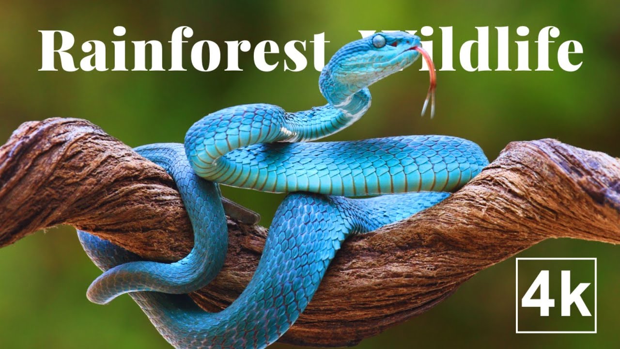 Rainforest Amazing Animals Activities 4k video!