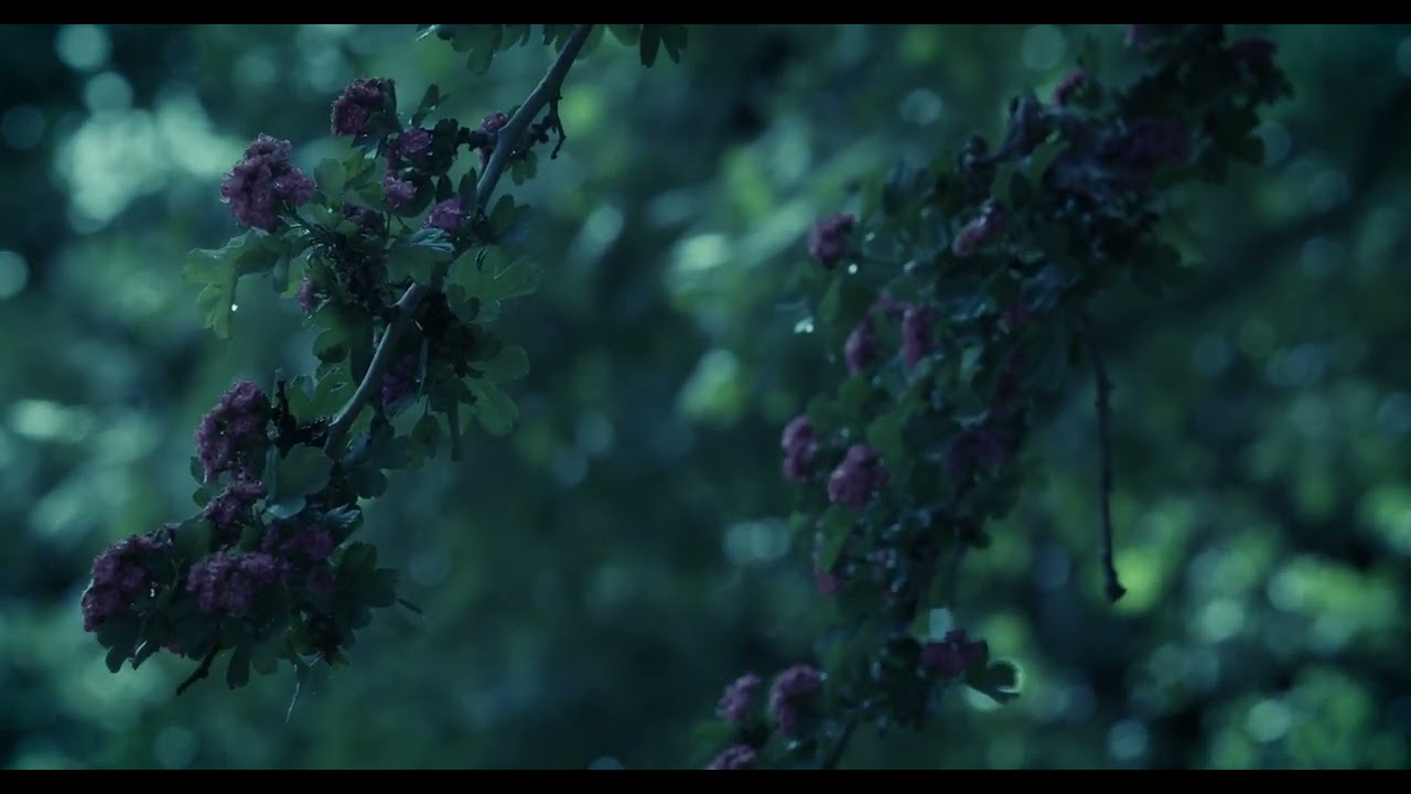 Canon Cinema EOS C200 4K 60fps RAW demo