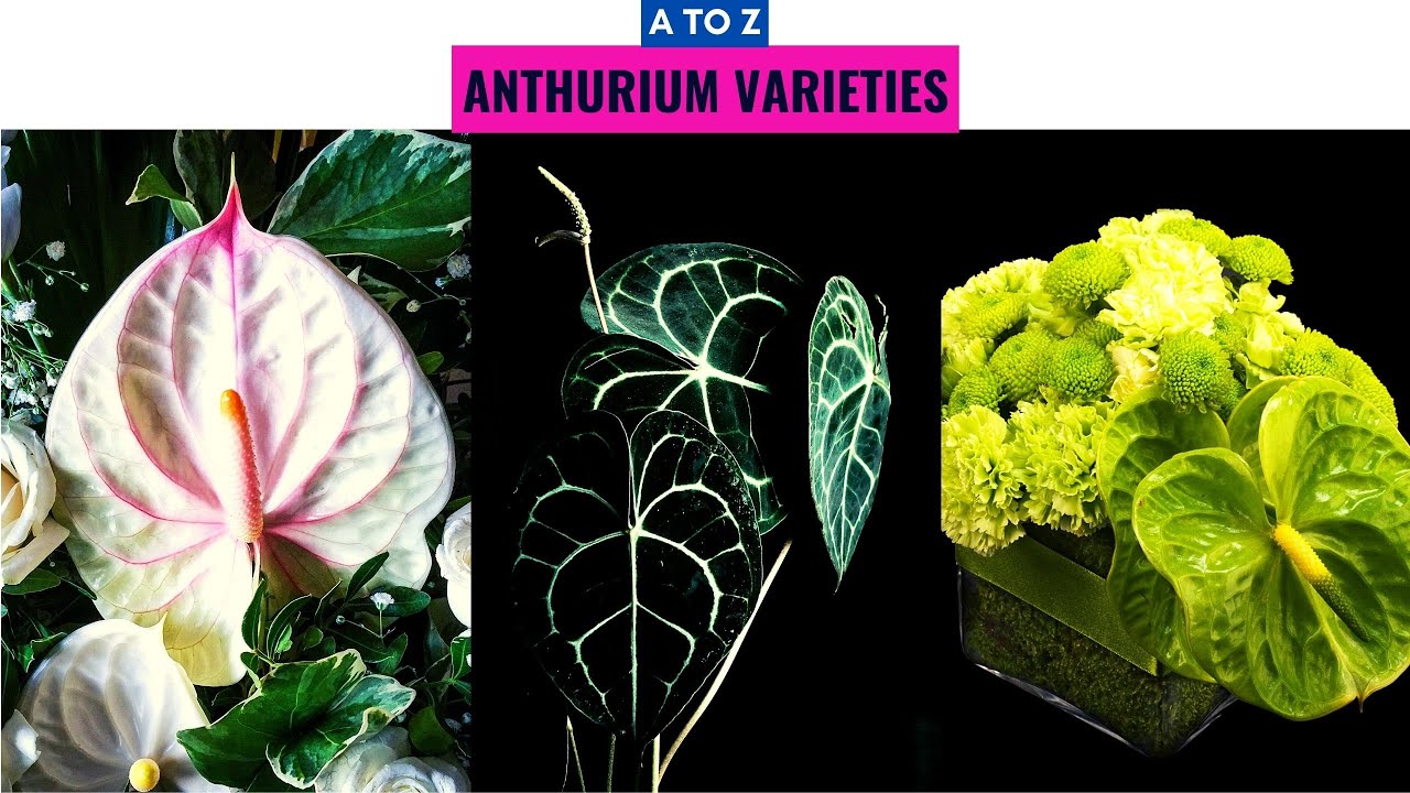 Anthurium Varieties A to Z