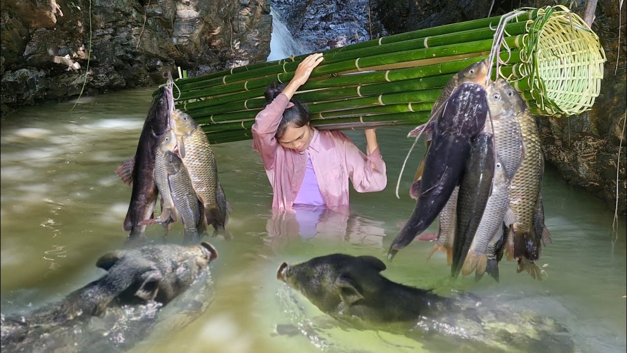 Single Mom Catches huge Fish with Bamboo Traps and two Pigs