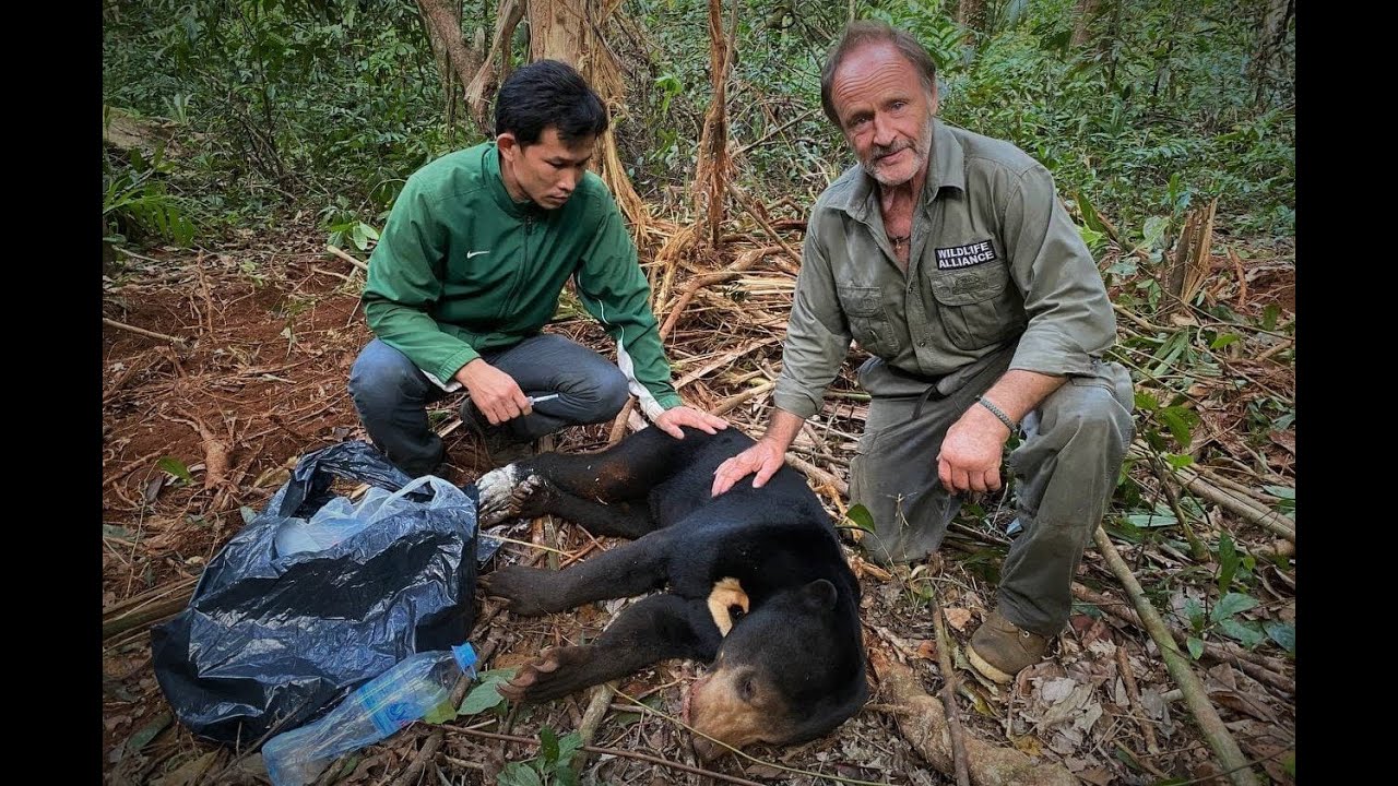 Rangers save a Sun Bear from a deadly snare
