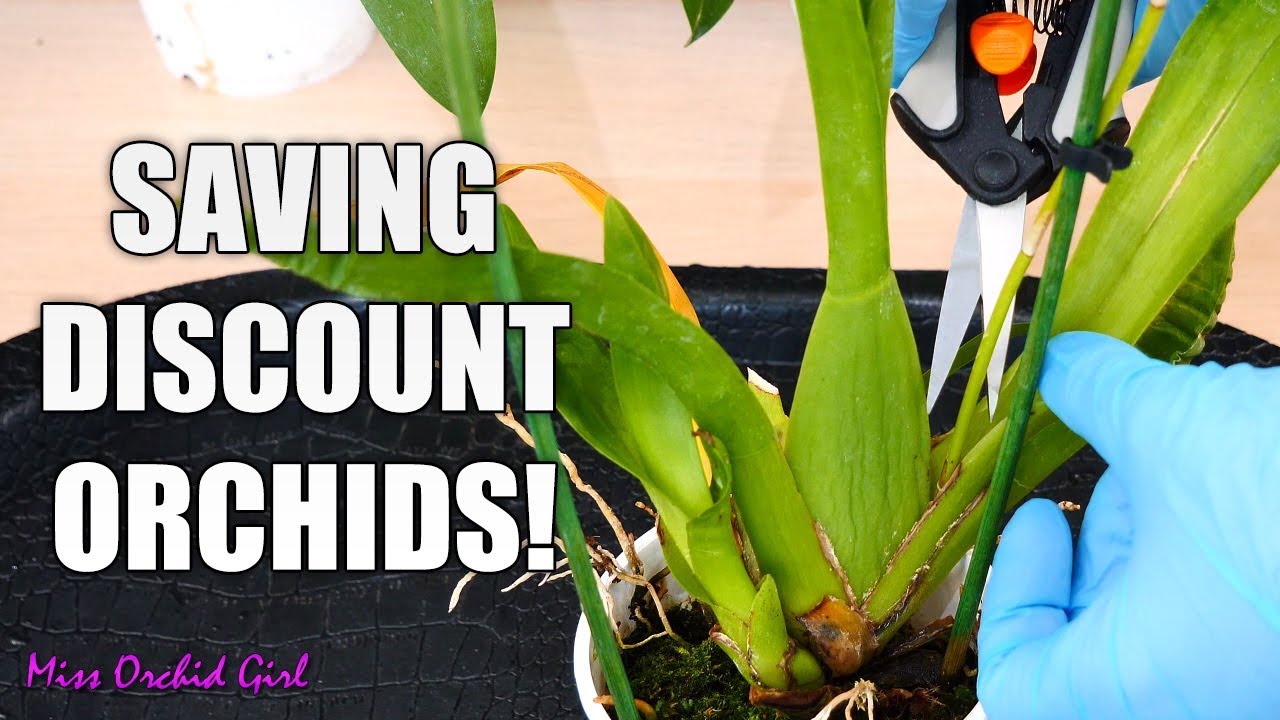 Rejuvenating stressed Oncidium Orchids + Detailed explanations for each step!