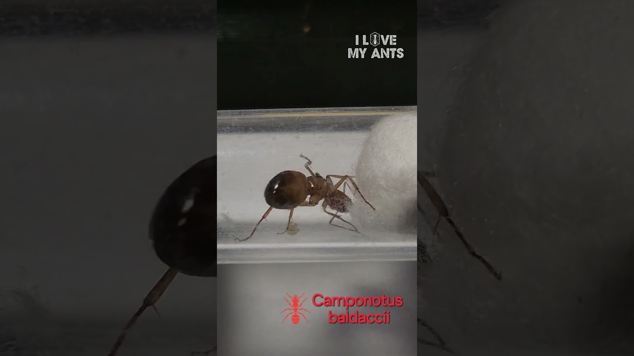 🐜  Camponotus baldaccii Kr&oacute;lowa