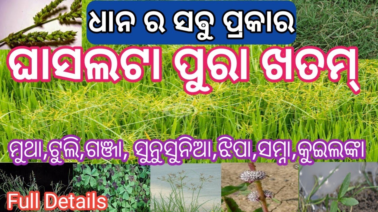 ଧାନ ର ସଵୁ ପ୍ରକାର ଘାସ ମରା //ଲଟା ମରା //ଘାସ ମରା ନମ୍ବର ଓ୍ଵାନ୍ //best herbicides for paddy