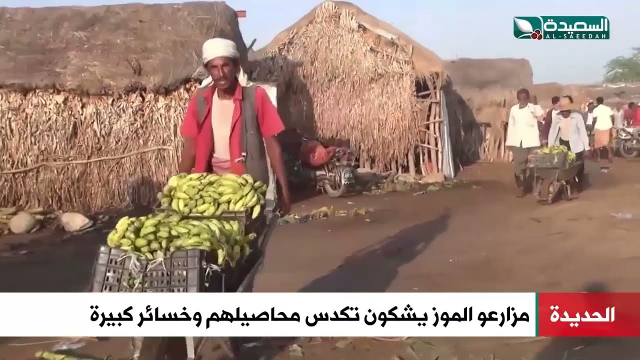 هكذا تتكدس محاصيل الموز في الحديدة ومزارعوه يشكون خسائرهم