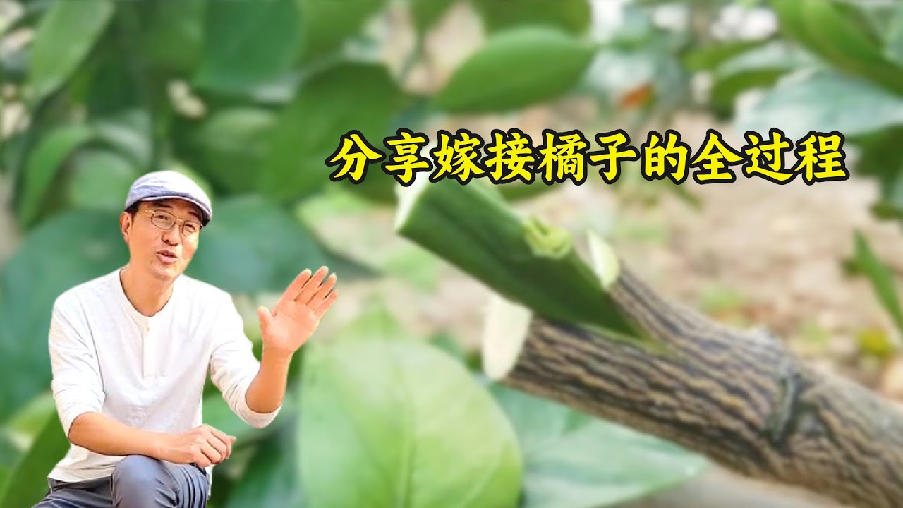 为什么要嫁接橘子树？何时嫁接？什么树可以嫁接？分享帮爸爸嫁接橘子的全过程！#orange  #grafting  #fruit #tree