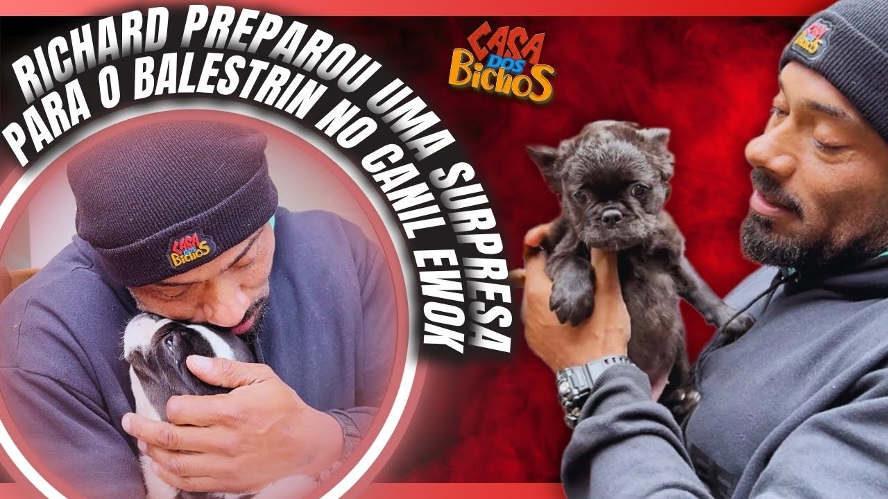 🎁 RICHARD DEU UM FILHOTE DE BULLDOG FRANCÊS FLUFFIE PARA O BALESTRIN!
