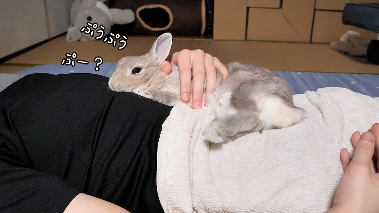 就寝中、実はウサギさんからいつも声にならない声で呼びかけを行われていたことが判明した