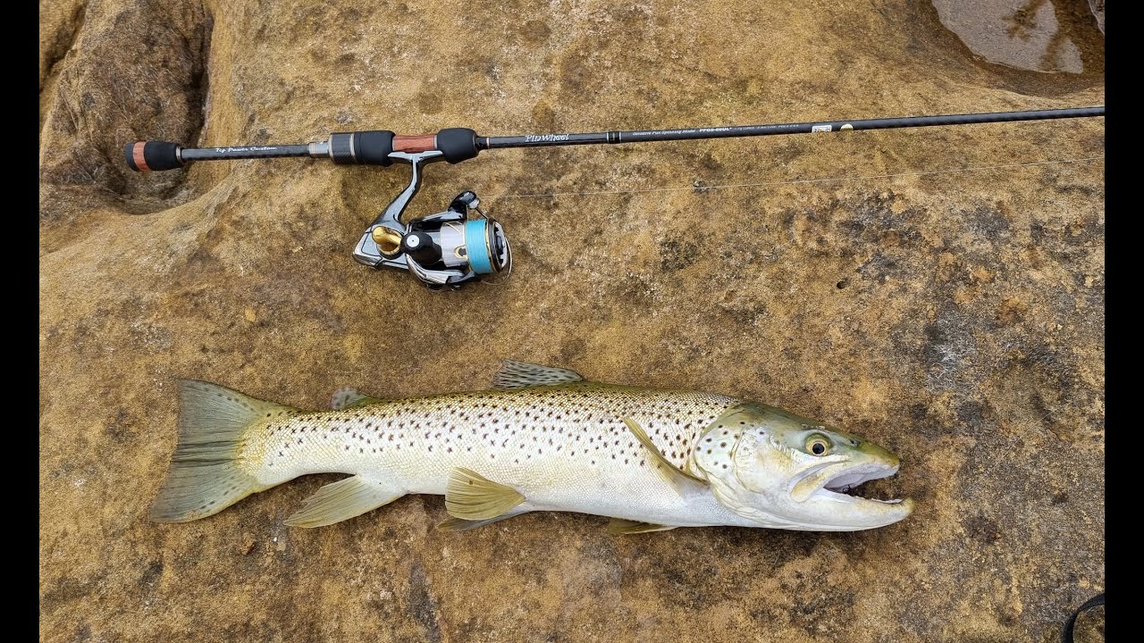 Trout Fishing at Pykes Creek With Frank AKA 'Old Balls' #shimano #trout #daiwadoubleclutch