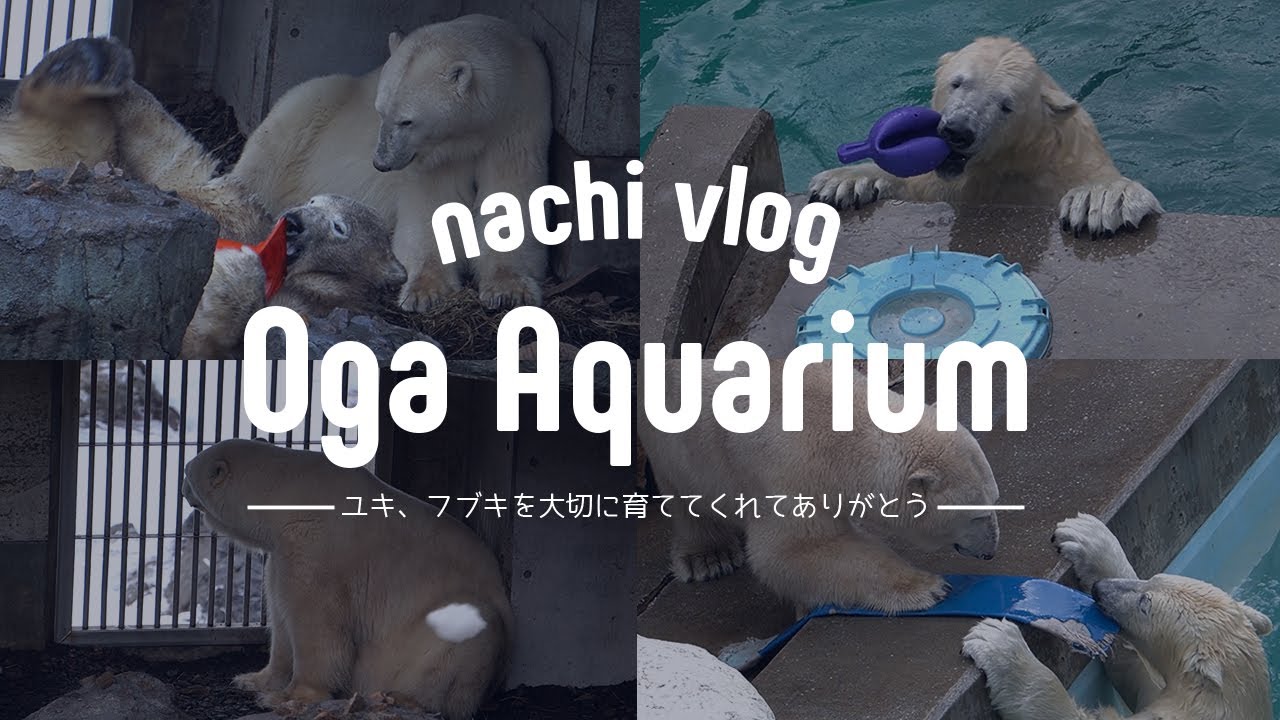 〈男鹿水族館GAO - event3 〉ママを後追いするフブキ / ホッキョクグマのユキの子育て / ユキ、フブキを大切に育ててくれてありがとう〈水族館巡り〉