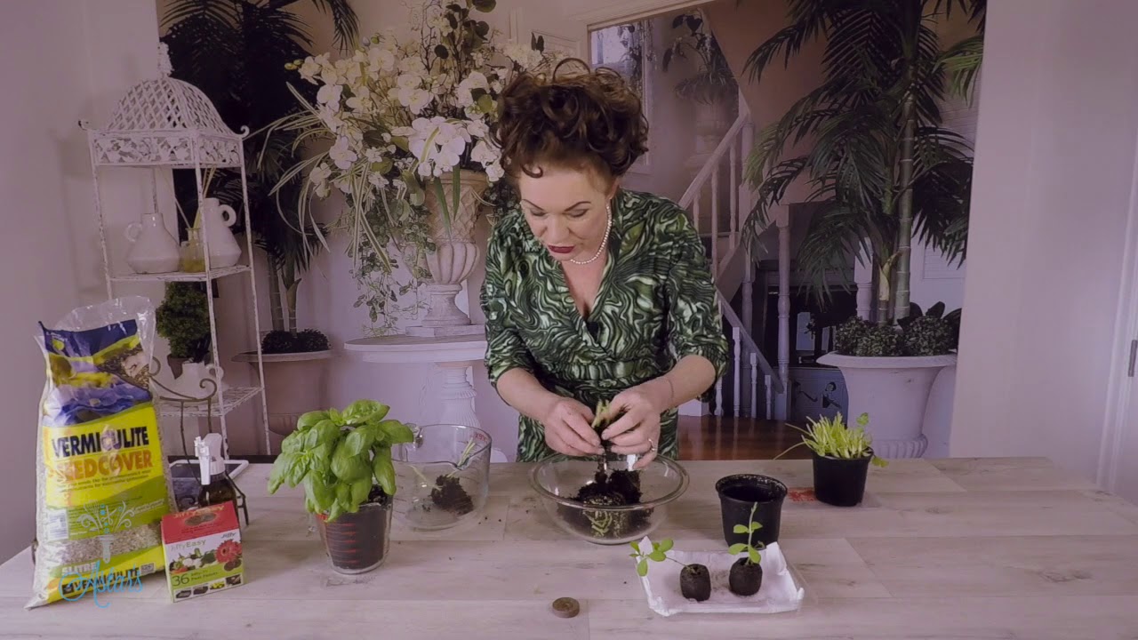 Gardening for Begginners: From Jiffy Pot to Soil
