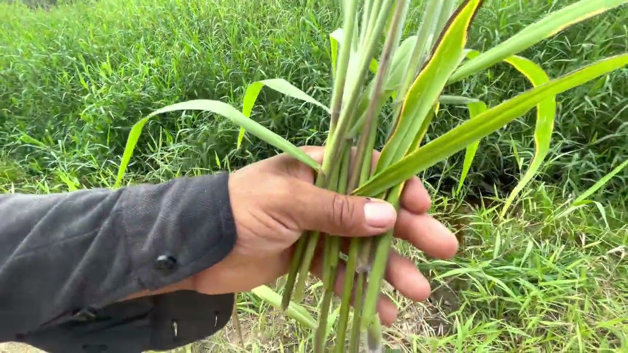 How to differentiate between Tangola Angola grass and Tanner Grass | #grass