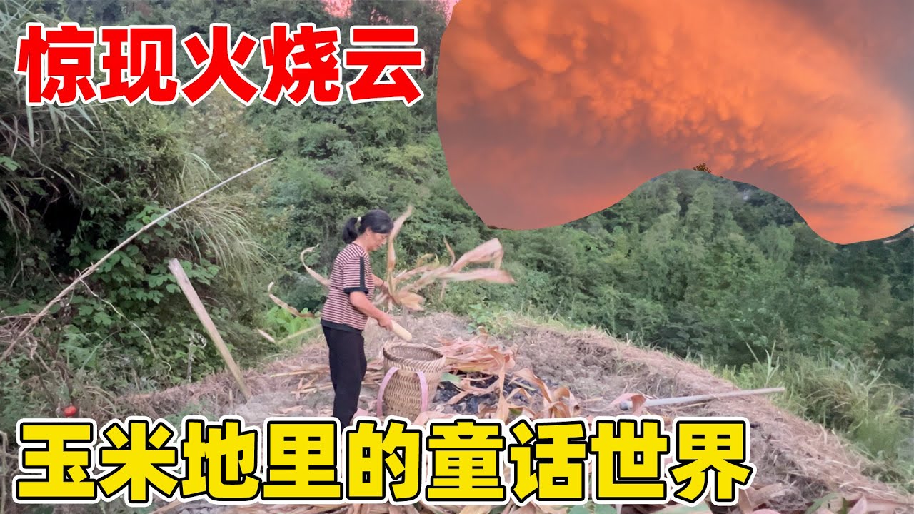 地里的庄稼全部成熟了，把玉米全部收回家，天空突然出现了火烧云，像梦里的世界一样