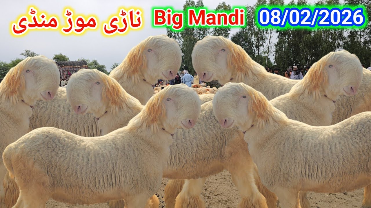 8 February 2026 ناڑی موڑ منڈی پاکستان کی سستی ترین منڈی مندرہ مارکیٹ کا جائزہ لیں ریٹ انتہائی کم 