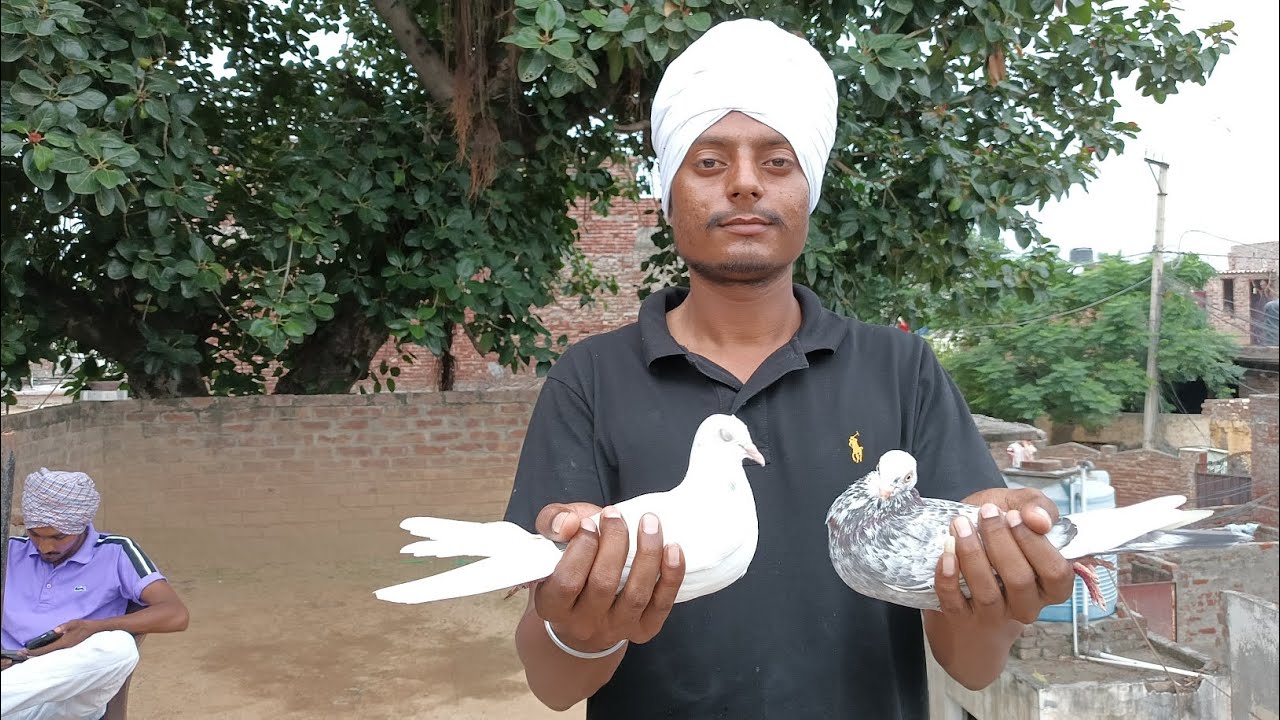 ਦੇਖੋ ਮਿੱਤਰੋ ਅੱਜ ਆਪਣੀ ਵੱਡੀ 🕊️ਕਬੂਤਰੀ ਕਰੇ ਆਏ ਨੀ ਦੂਜਾ ਦਿਨ ਉਹਦਾ ਤੇ ਨਾਲੇ ਆਪਾਂ ਇੱਕ ਨਵਾਂ ਜੋੜਾ ਲਾਤਾ🕊️