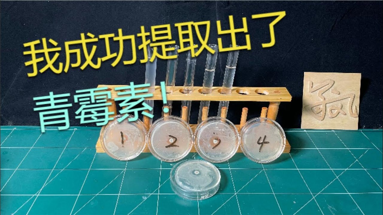 我终于提取出了青霉素！真的能拿来治病救人吗？