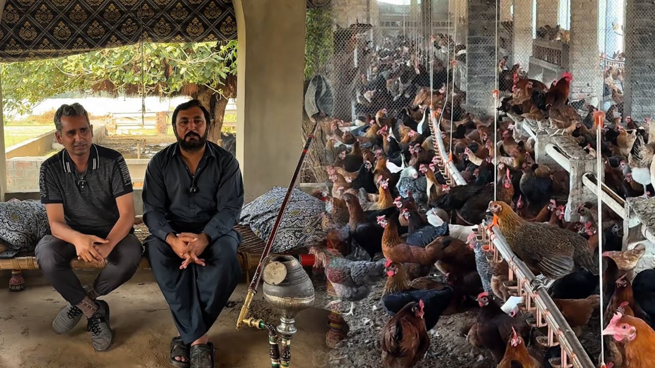 Selaab walya di madad lai ay Doctor ty businessmen | Murgi ty Andy da business | Pardesi parony