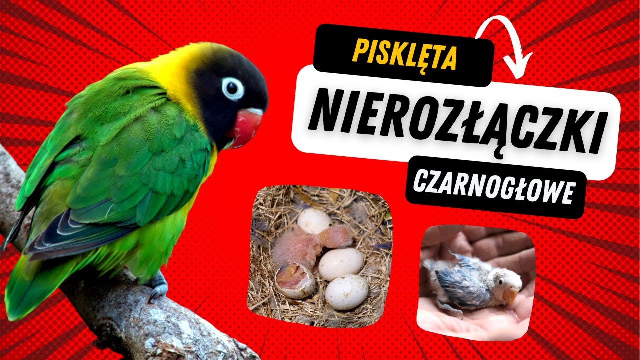 Jak wykluwają się pisklęta? Papużki Nierozłączki Czarnogłowe - Lovebirds - Agapornis Personata