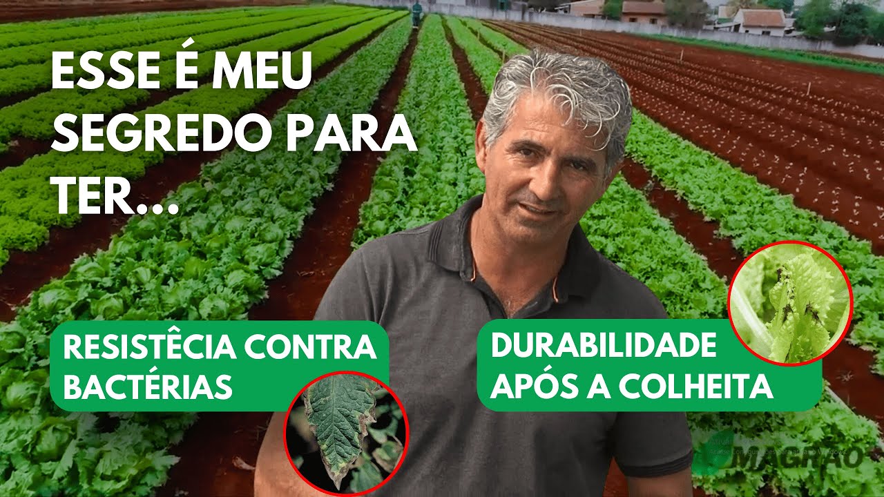 COMO EVITAR REQUEIMA DE BORDA NA SUA HORTA - IMPORTÂNCIA DO CÁLCIO E BORO PARA SUAS PLANTAS!