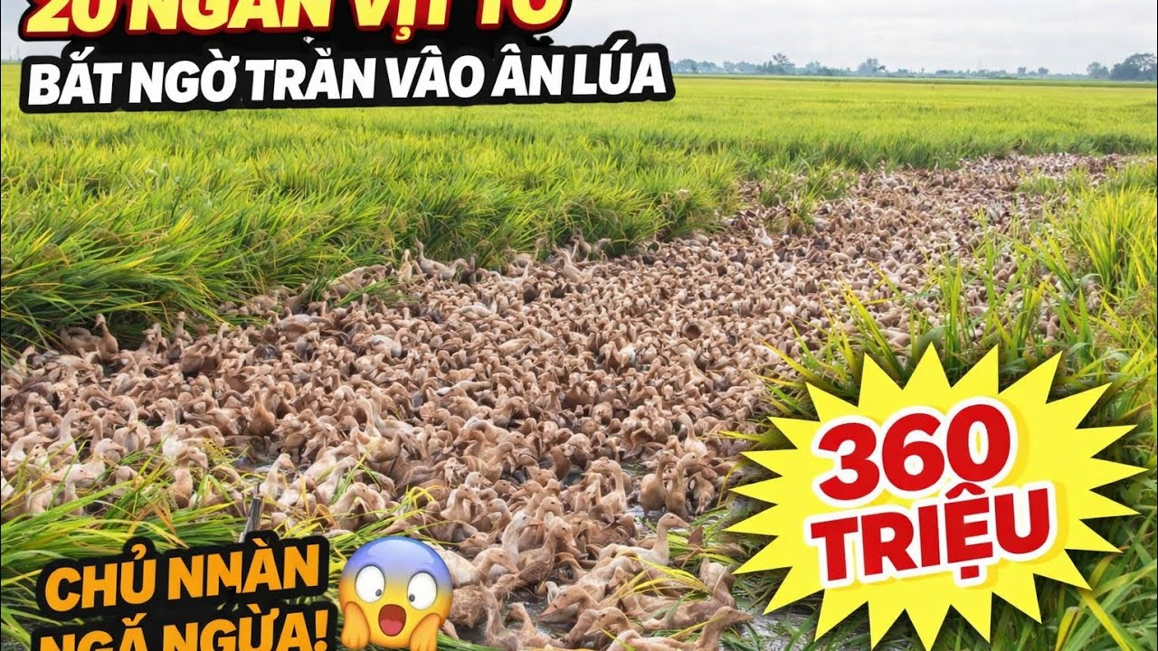 20 Ngàn Con Vịt Tơ Ăn Lúa Gây Thiệt Hại 360 Triệu – Sự Thật Đằng Sau Vụ Việc