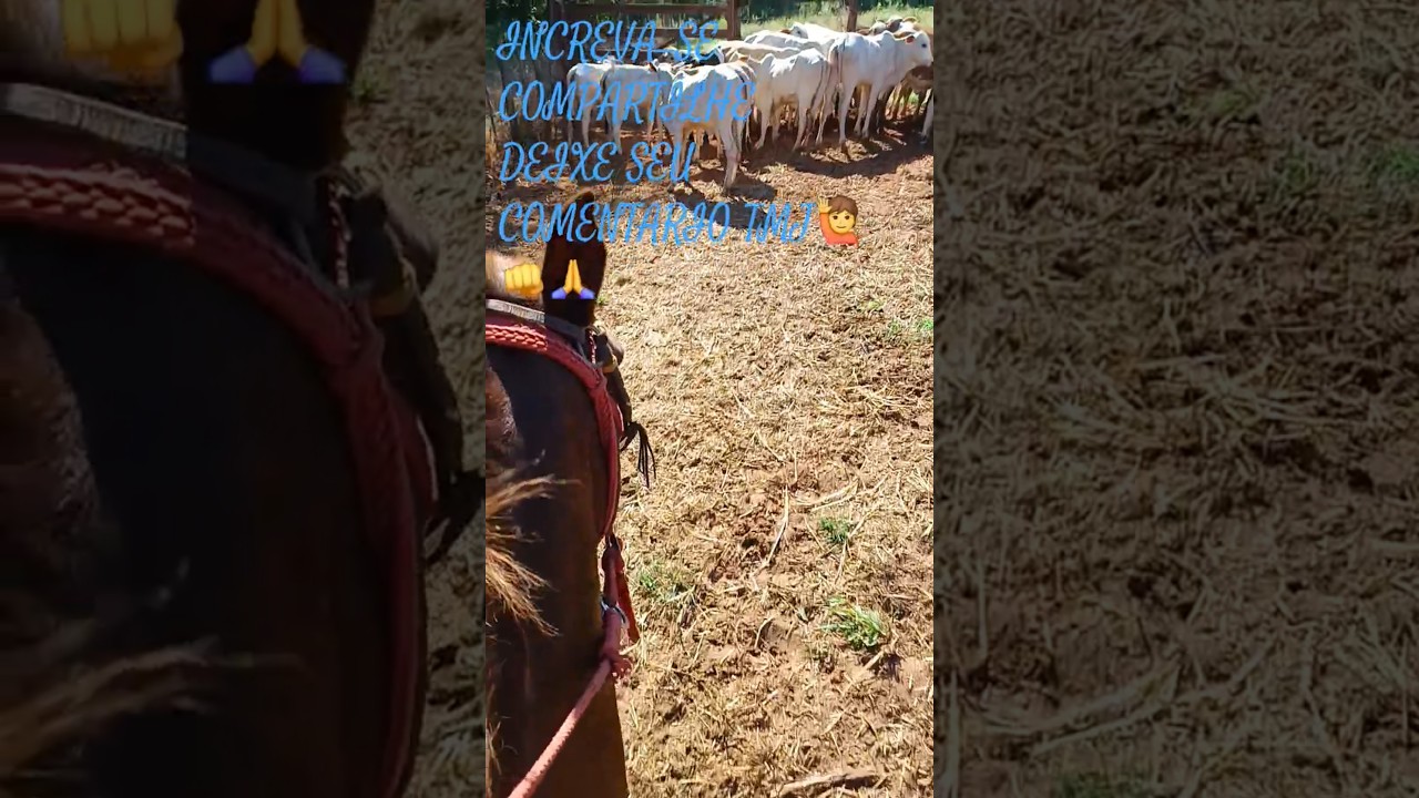 Uqui vc achou dessa dica? deixe seu comemtario 🙏👊🙋#dicasdocampo #fazenda #pecuarista #agro