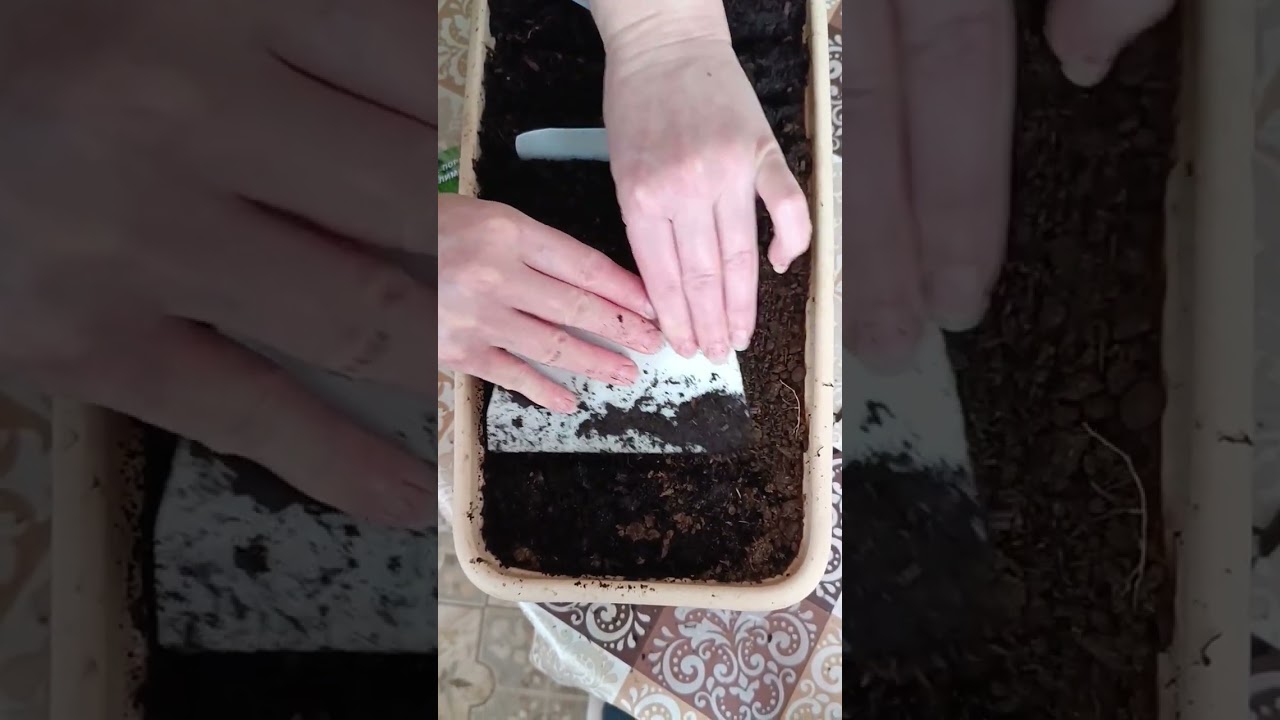 Посев лука на рассаду. Лук на хранение и на зелень. Sowing onions for seedlings.