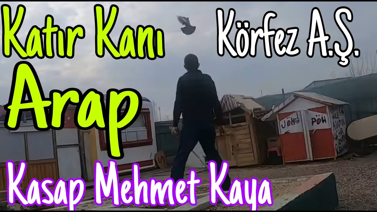 Katır Kanı Arap. ''Körfez A.Ş.Kuş Ortaklarının, Boyun Kıran Oyun Kuşları''