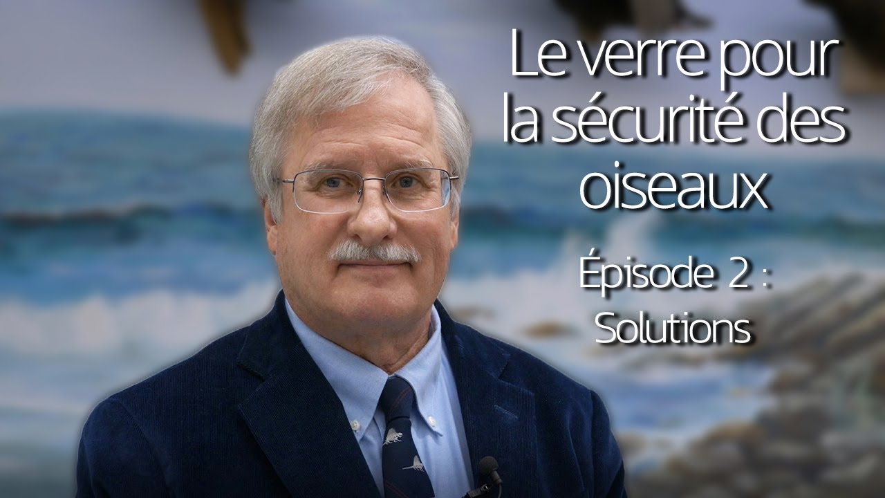 Le Verre Pour La S&eacute;curit&eacute; Des Oiseaux - &Eacute;pisode 2: Solutions