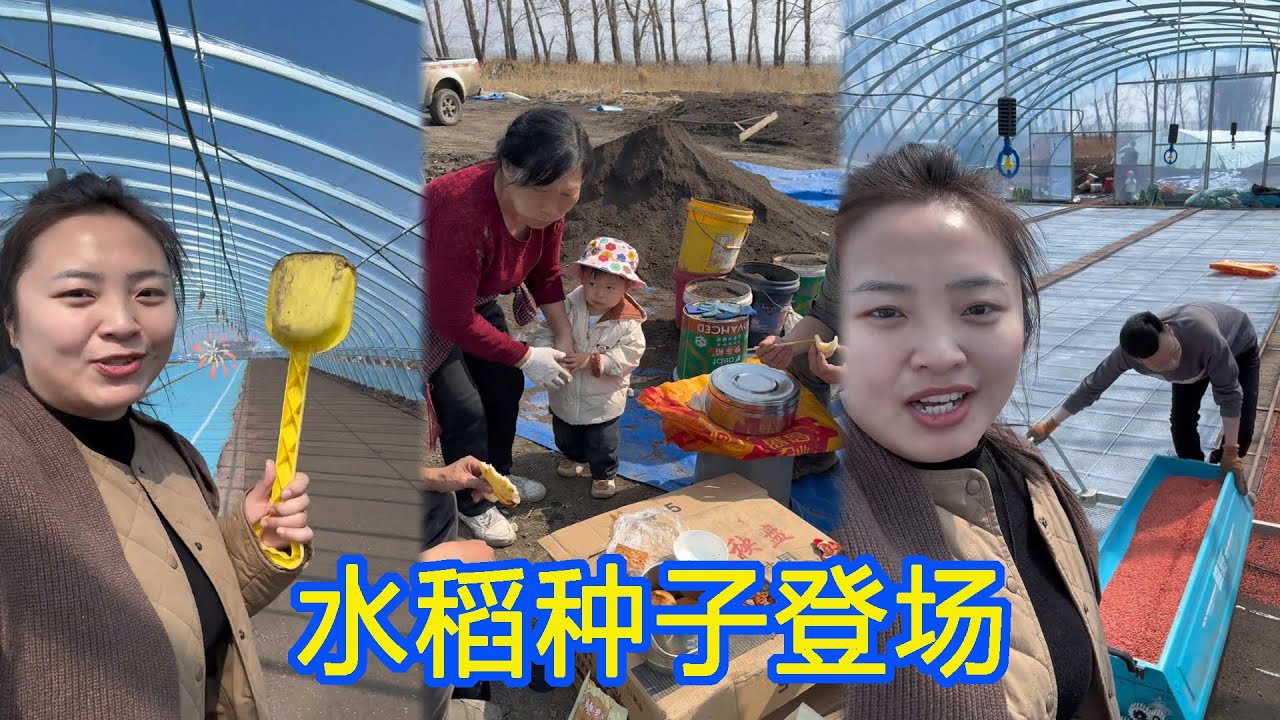历经二十天的精细整地，苗床终于达到播种标准。 一粒粒稻种带着希望落入黑土，在北大荒这片寒地，水稻种植的每个环节都容不得半点马虎，因为这里的土地会用最严苛的方式，检验农人的耐心与匠心。