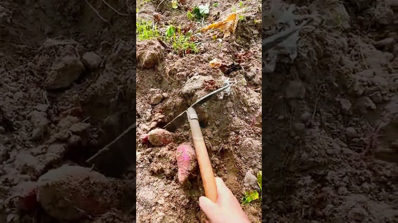 The Golden Dig: Unearthing Sweet Potatoes! 🍠✨ #farmoratv #nature #asmr