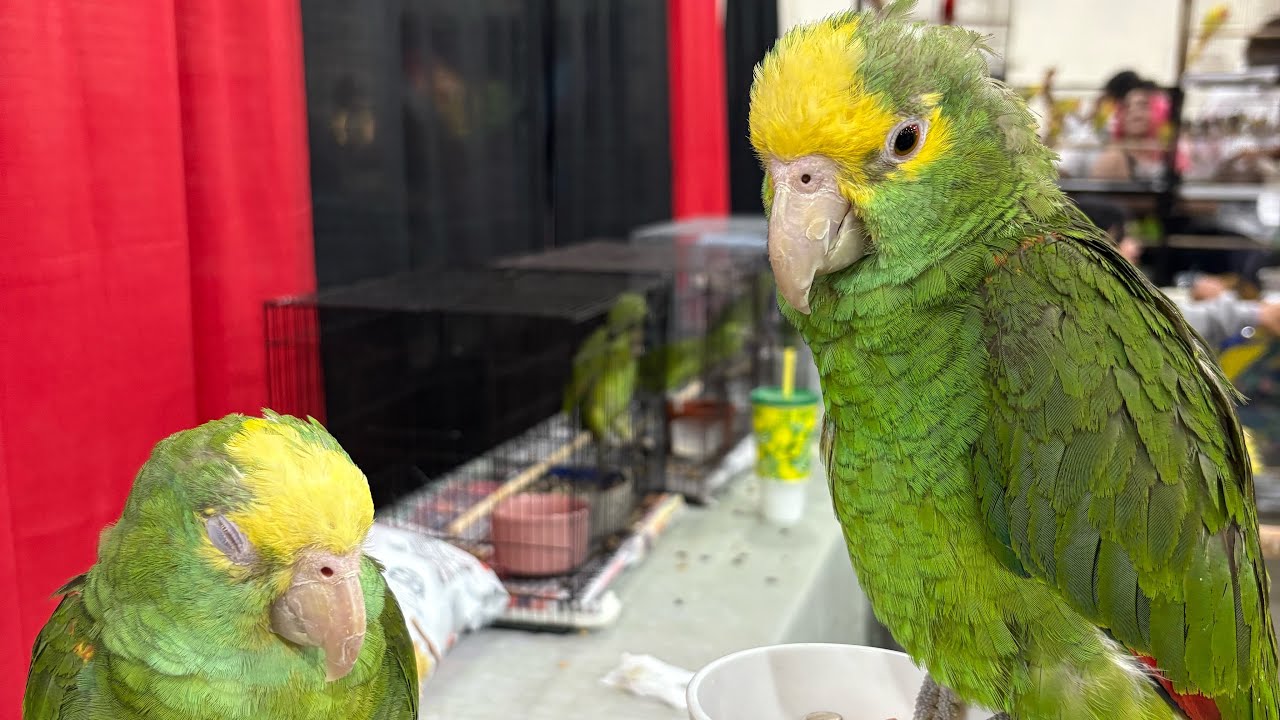 LA Pet Fair at Pomona Fairplex I love the birds 🦜 #petfair