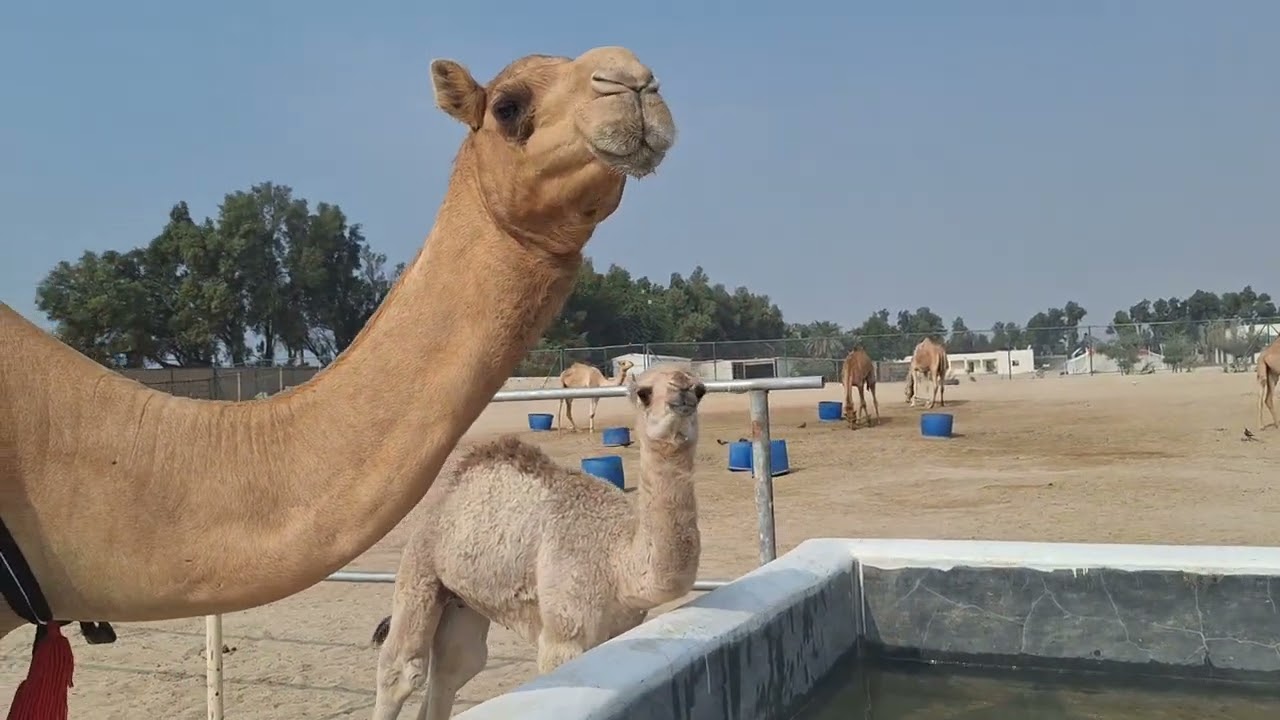 🐪🌏Camel Farm 🐪BAHRAIN🐪Persian Gulf🌏