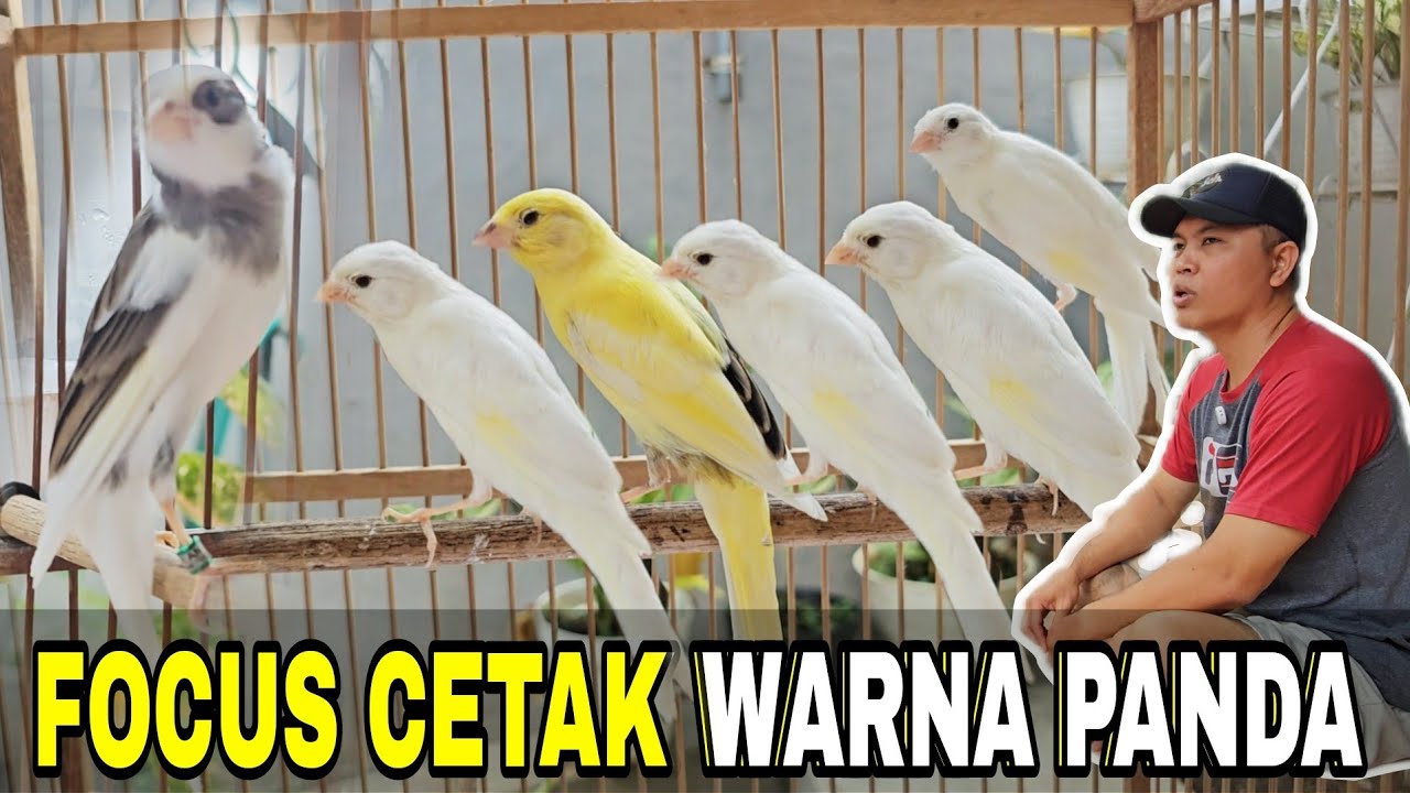 PERNAH JATUH DI DUNIA TERNAK KENARI.KINI BELIAU MERINTIS BANGKIT LAGI...