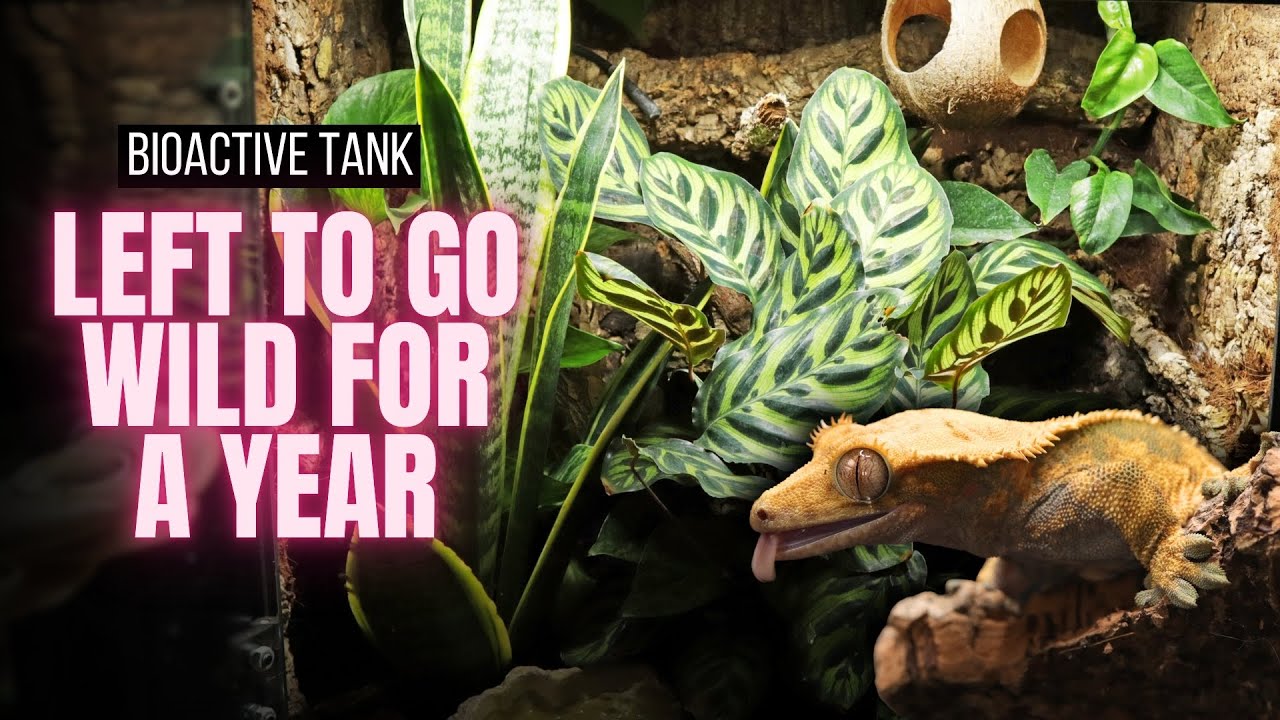 ONE YEAR ON | Crested Gecko Bioactive Terrarium Transformation