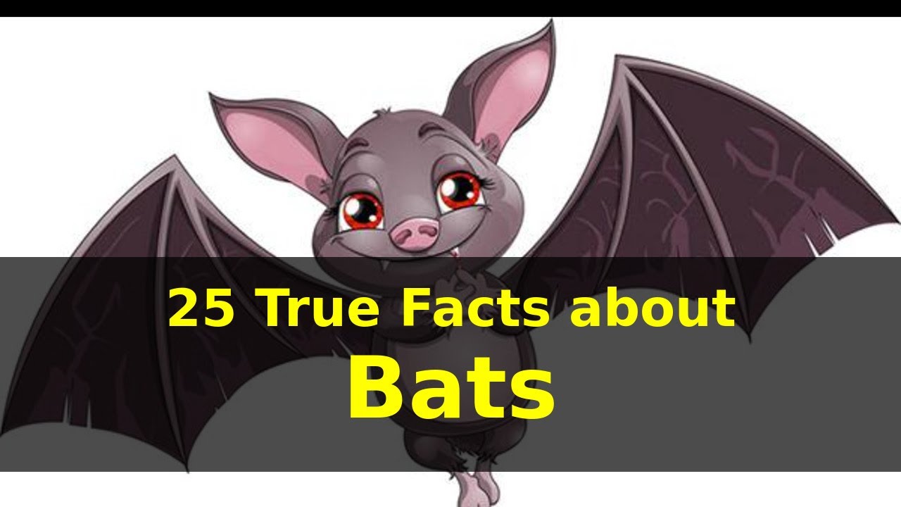 25 True Facts about Bats for kids with audio |NoNaTV