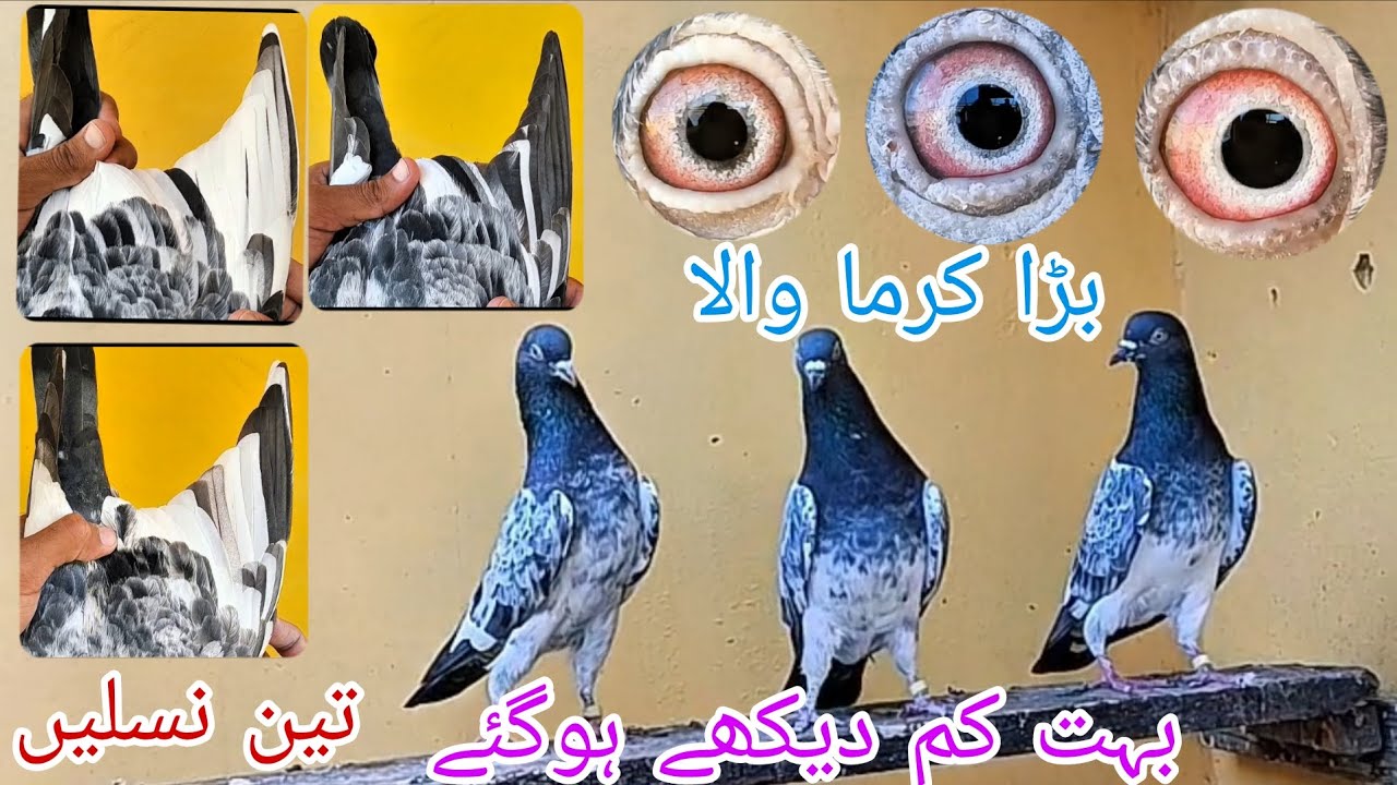 کرما والے لال طوفان|| تین نسلیں||بہت کم دیکھے ہوگئے ایسے لال طوفان