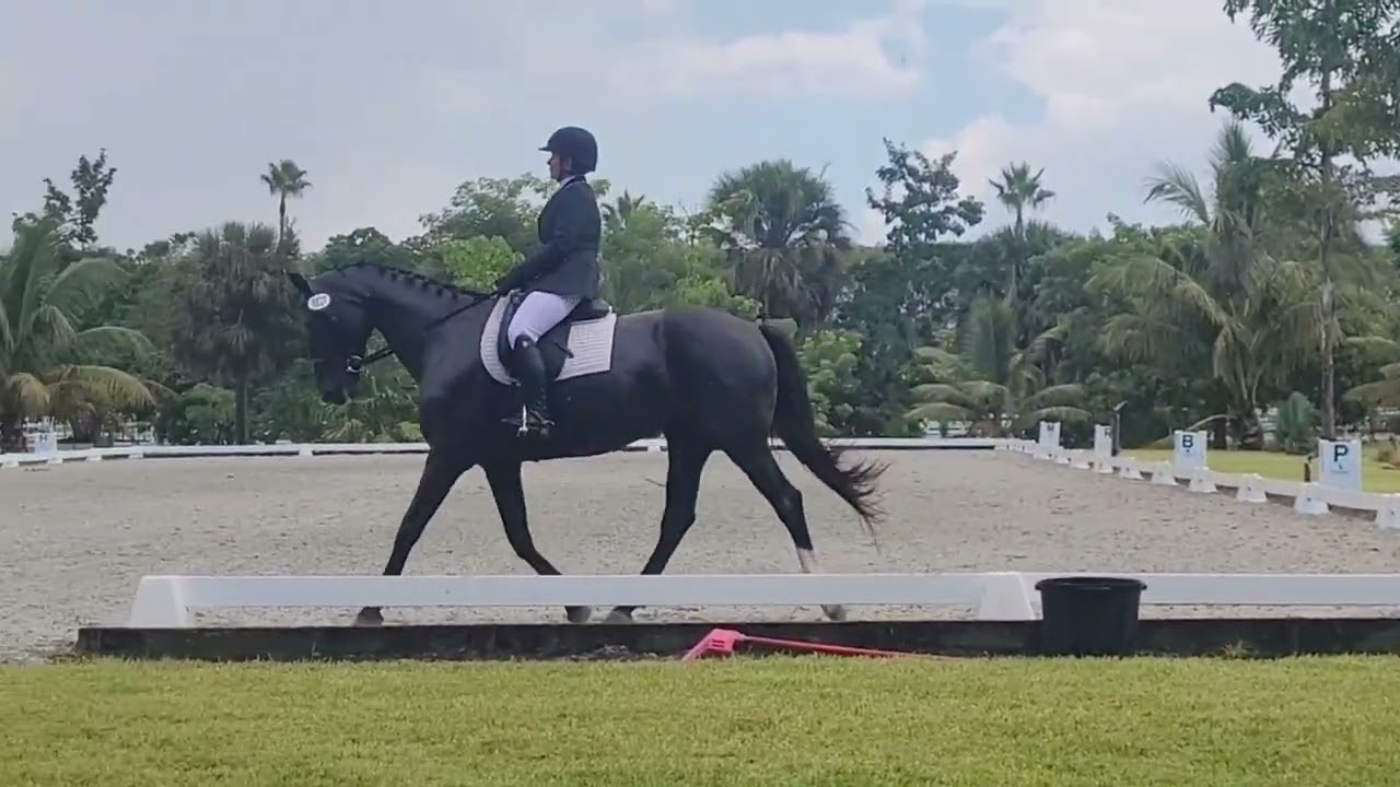 2023 Test 1st level test 1. 65.18% White Fences Florida Dressage.