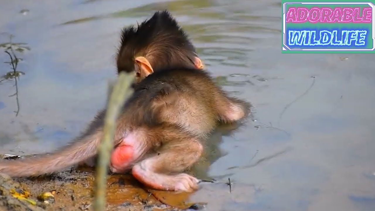 Adorable baby monkey looks very nice to walk well