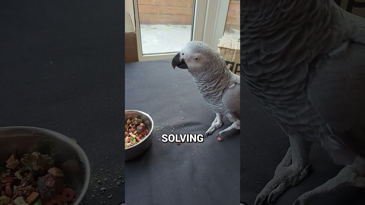 The Smartest Parrot You'll Ever Meet | African Grey