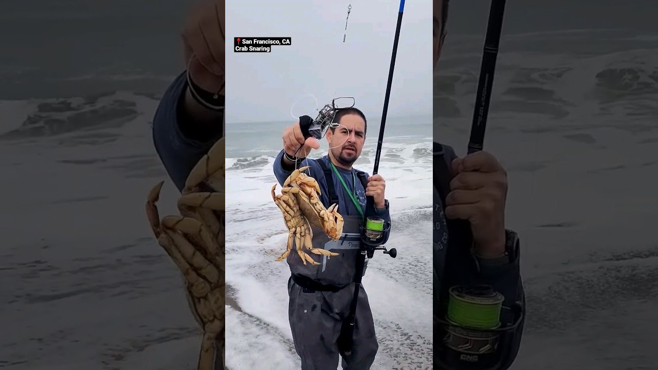 Beach Crab Fishing #crabbing #sanfrancisco #dungenesscrab #beach #fishing #fishingvideo #fishinglife