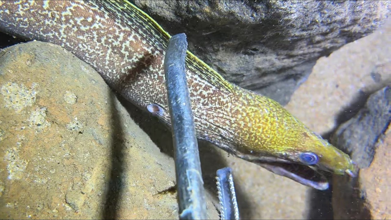 Diving under the sea to catch eels, crabs and sea cucumbers | Part 80-4