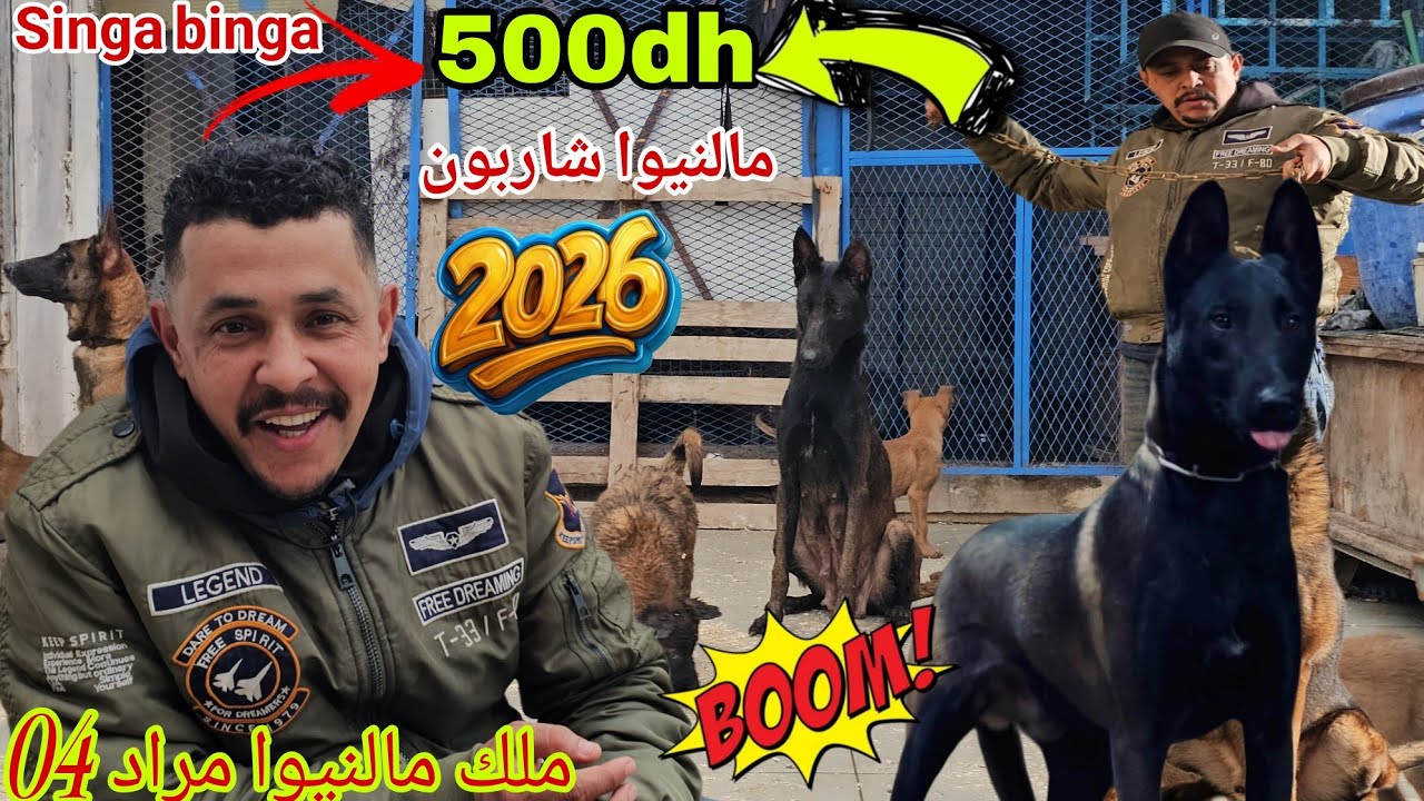 عشاق☝ الكلاب 🦁الحراسة🏅 وشراس💪 مالنيوا شاربون الخيال العلمي💯 اتمني😱 جدا مناسب مع ملك👑 الوحوش مراد 04👑