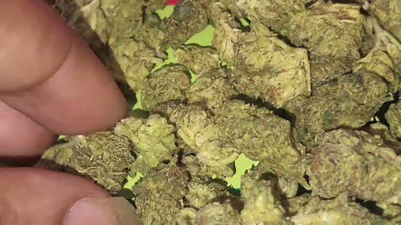 Gelato 41 thcasmallbuds