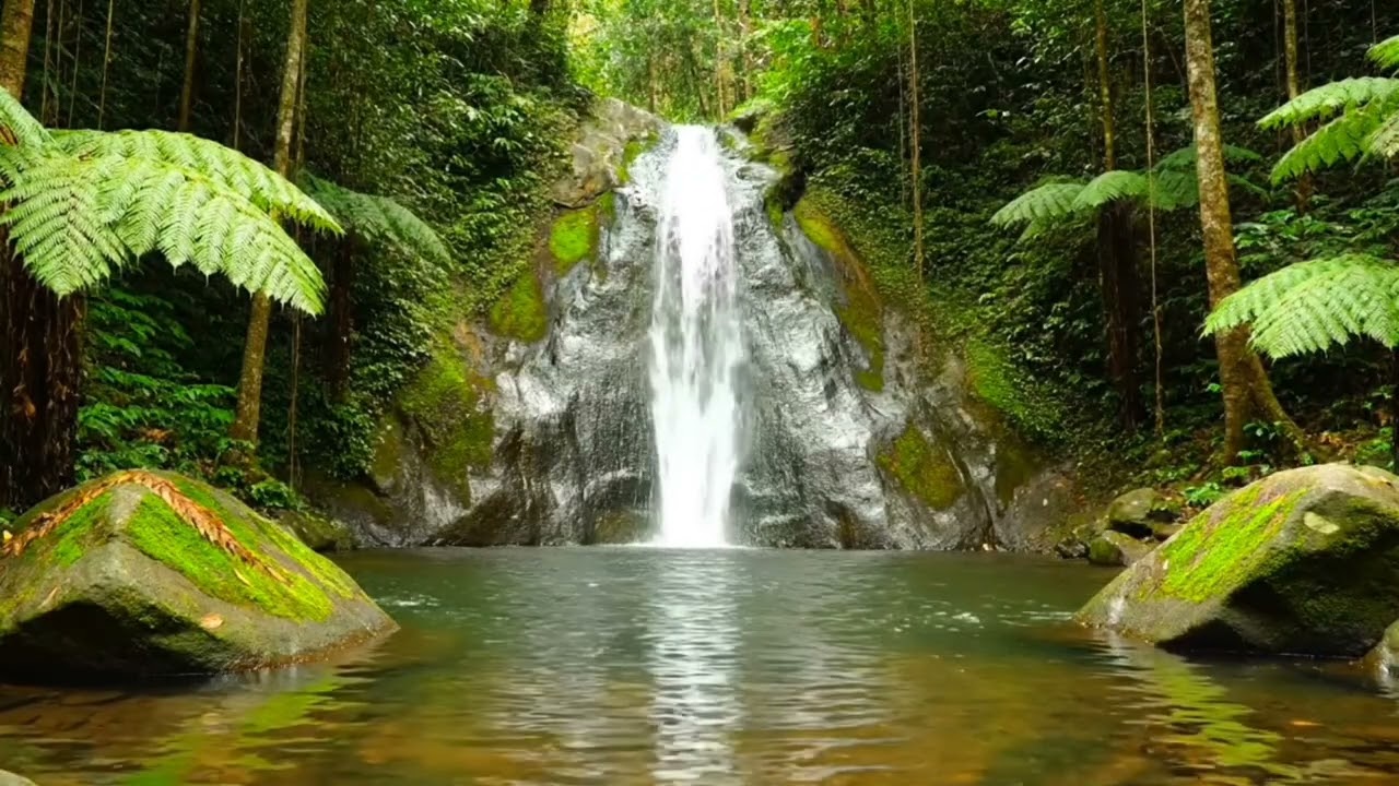 Lush Jungle River Sounds & Exotic Bird Calls | Tropical Forest Ambience