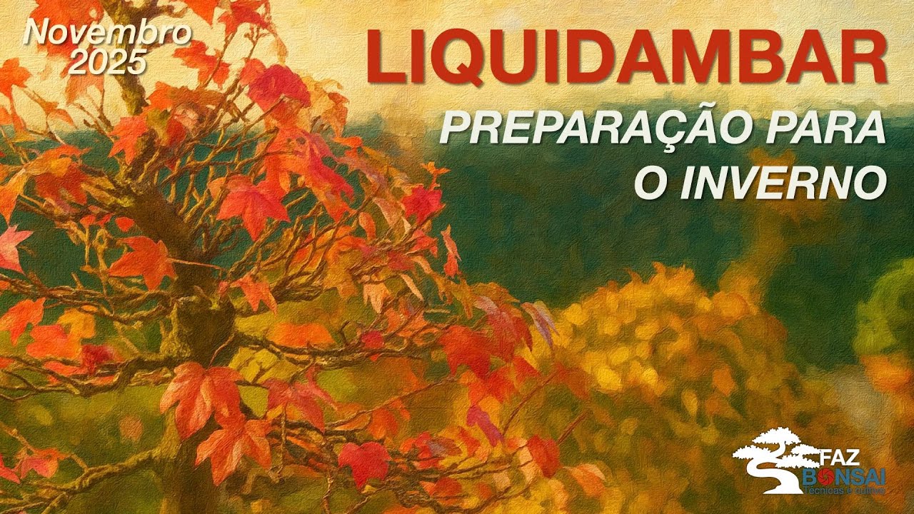 Bonsai de Liquidambar - Preparação para o inverno!