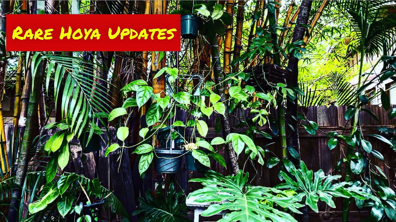 Rare Hoya Updates