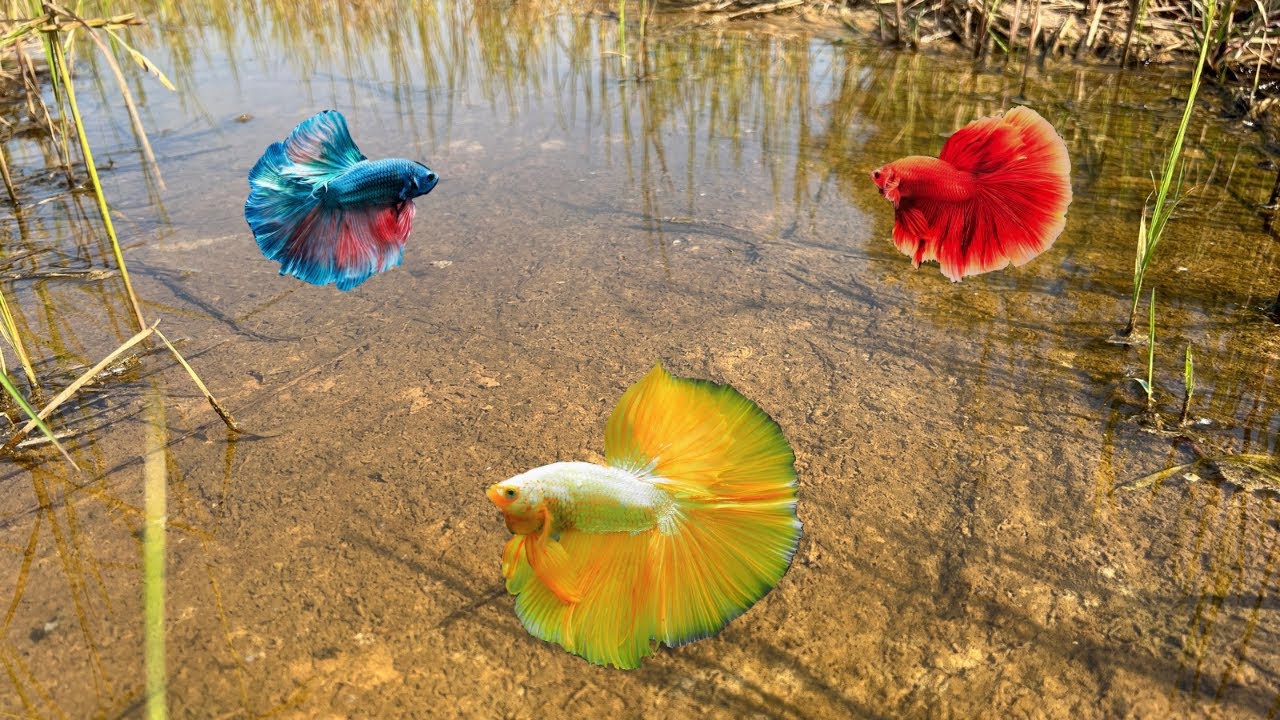 The sky is raining, Betta fish are climbing into the rice field, beautiful Betta fish#fish #fishing 